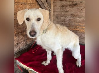 wunderschöne BELLA - 5 Jahre, 50cm/18kg - Mischling