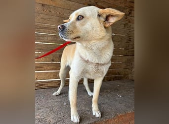 unser Sonnenschein LUNA - 4,5 Jahre, 42cm/12kg - Mischling