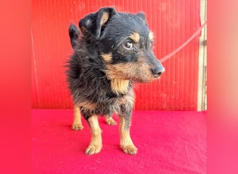 (R) ❤️❤️❤️ bildhübscher BOZZI - 2 Jahre, 46cm/14kg - kniehoher Mischling