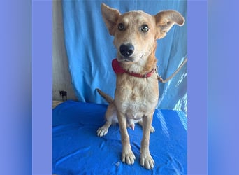 ❤️❤️❤️ lebenslustiger MAXIM - 11 Monate, 50/52cm-15kg - Mischling