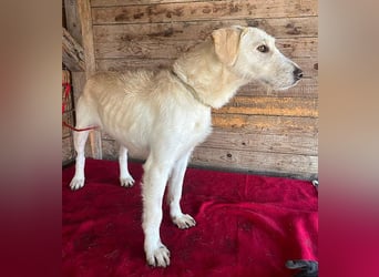 wunderschöne BELLA - 5 Jahre, 50cm/18kg - Mischling