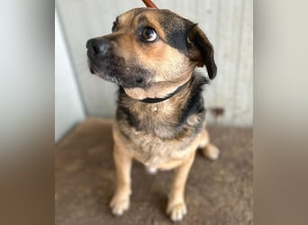 ❤️❤️❤️ lieber Kuschelbär BANDI - 6,5 Jahre, 42cm/20kg - Mischling