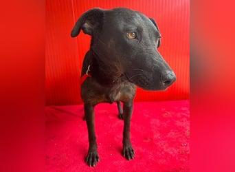 ❤️ liebenswerte DINA - 3 Jahre, 45cm/18kg - Mischling