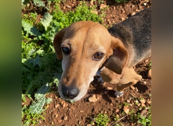 Couch gesucht für LINA