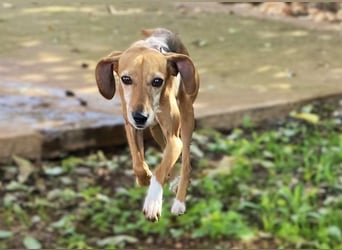 Couch gesucht für LINA