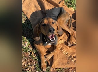 MEZZI auf Körbchensuche