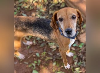 Couch gesucht für LINA