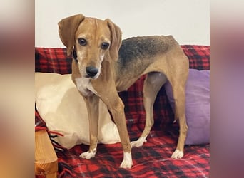 Couch gesucht für LINA