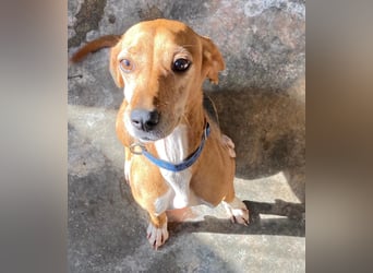 Couch gesucht für LINA