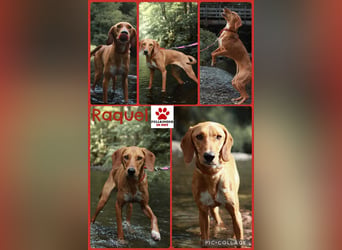 Aktive Jagdhund Mischlingshündin Raquel sucht ihre Menschen