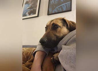 Hübsche Mischlingshündin Jane sucht ihre Kuschelmenschen