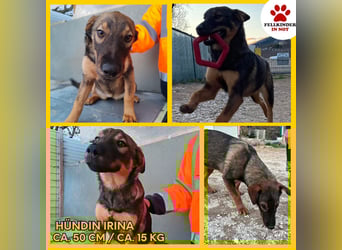 Süße Schäferhund Mischlingshündin Irina sucht ihre Familie