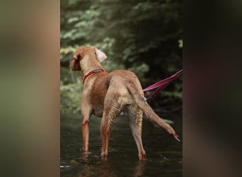 Aktive Jagdhund Mischlingshündin Raquel sucht ihre Menschen