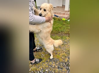 Sonnenschein Mischlingsrüde Cooper sucht seine Familie