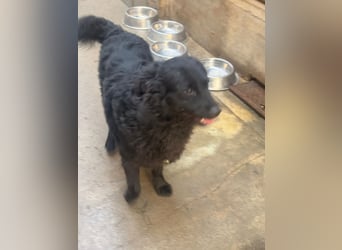 Yoru Traumhund lieber kroatischer Schäferhund Mischling Rüde sucht Zuhause oder Pflegestelle