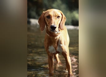 Aktive Jagdhund Mischlingshündin Raquel sucht ihre Menschen