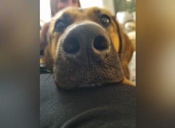 Hübsche Mischlingshündin Jane sucht ihre Kuschelmenschen