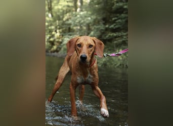 Aktive Jagdhund Mischlingshündin Raquel sucht ihre Menschen