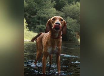 Aktive Jagdhund Mischlingshündin Raquel sucht ihre Menschen