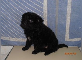 Welpen Mädchen Gretel sucht ihre eigene Familie