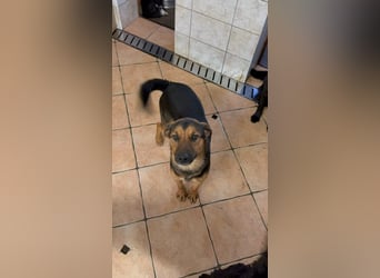 lieber junger Mischlings-Rüde Ravi sucht seine Familie