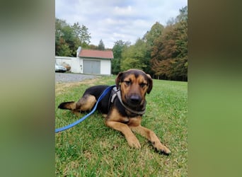 lieber junger Mischlings-Rüde Ravi sucht seine Familie