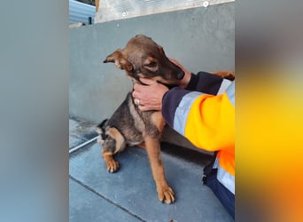 Süße Schäferhund Mischlingshündin Irina sucht ihre Familie