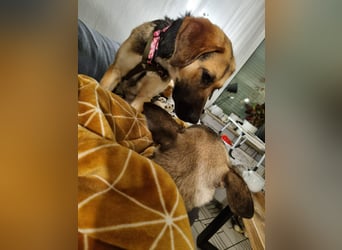 Hübsche Mischlingshündin Jane sucht ihre Kuschelmenschen