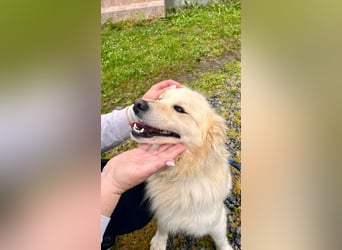 Sonnenschein Mischlingsrüde Cooper sucht seine Familie