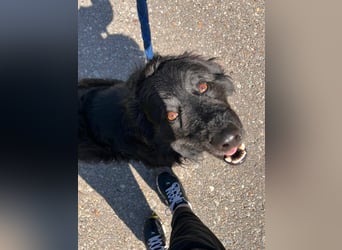 Lustiger kroatischer Schäferhund Dusty sucht Familie