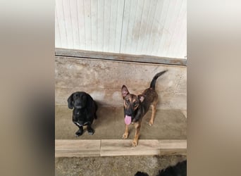 Aktive Schäferhund Mischlingshündin Dasha sucht zuhause