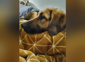 Hübsche Mischlingshündin Jane sucht ihre Kuschelmenschen