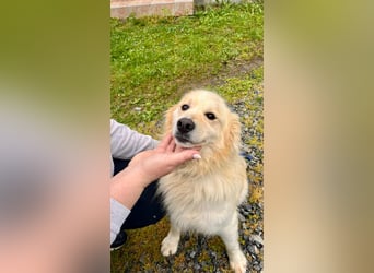 Sonnenschein Mischlingsrüde Cooper sucht seine Familie