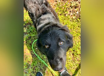 Lustiger kroatischer Schäferhund Dusty sucht Familie