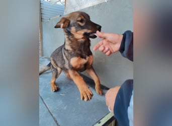 Süße Schäferhund Mischlingshündin Irina sucht ihre Familie