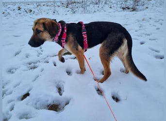 Hübsche Mischlingshündin Jane sucht ihre Kuschelmenschen