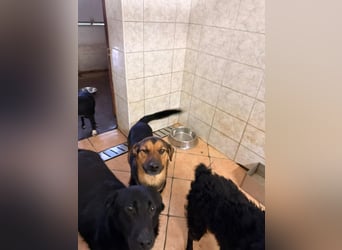 lieber junger Mischlings-Rüde Ravi sucht seine Familie