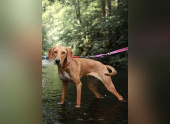 Aktive Jagdhund Mischlingshündin Raquel sucht ihre Menschen