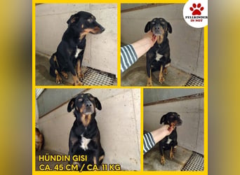 Süße Mischlingshündin Gisi sucht ein Zuhause oder eine liebe Pflegestelle