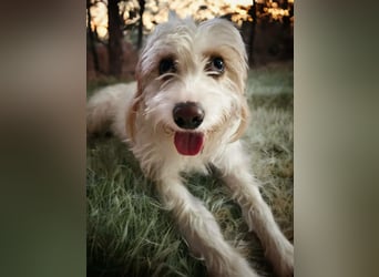 Ruhige Mischlingshündin Frida sucht ihr zuhause