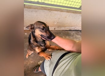 Aktive Schäferhund Mischlingshündin Dasha sucht zuhause