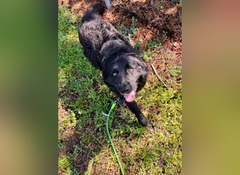 Lustiger kroatischer Schäferhund Dusty sucht Familie