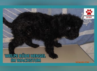 Süßer Welpen Bub Hensel sucht seine Familie