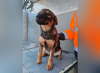 Süße Schäferhund Mischlingshündin Irina sucht ihre Familie