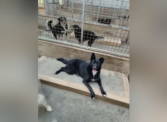 Weiche Mischlingshündin Lana sucht ihr zuhause