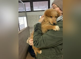 Kleiner Welpen Bub Ernie sucht sein zuhause