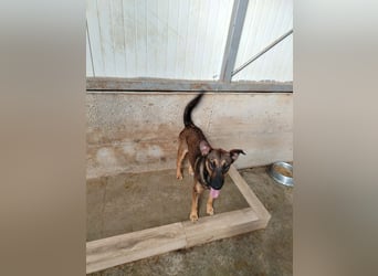 Aktive Schäferhund Mischlingshündin Dasha sucht zuhause