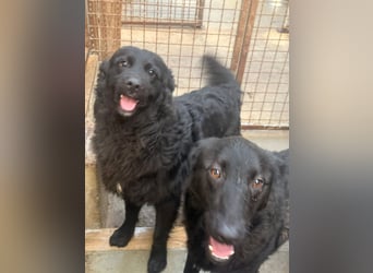 Yoru Traumhund lieber kroatischer Schäferhund Mischling Rüde sucht Zuhause oder Pflegestelle