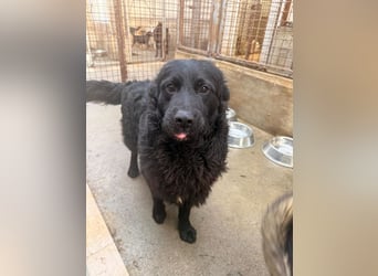 Yoru Traumhund lieber kroatischer Schäferhund Mischling Rüde sucht Zuhause oder Pflegestelle