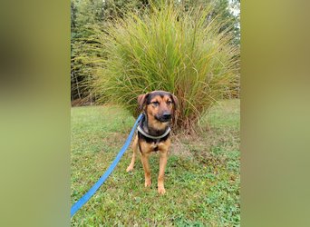 lieber junger Mischlings-Rüde Ravi sucht seine Familie